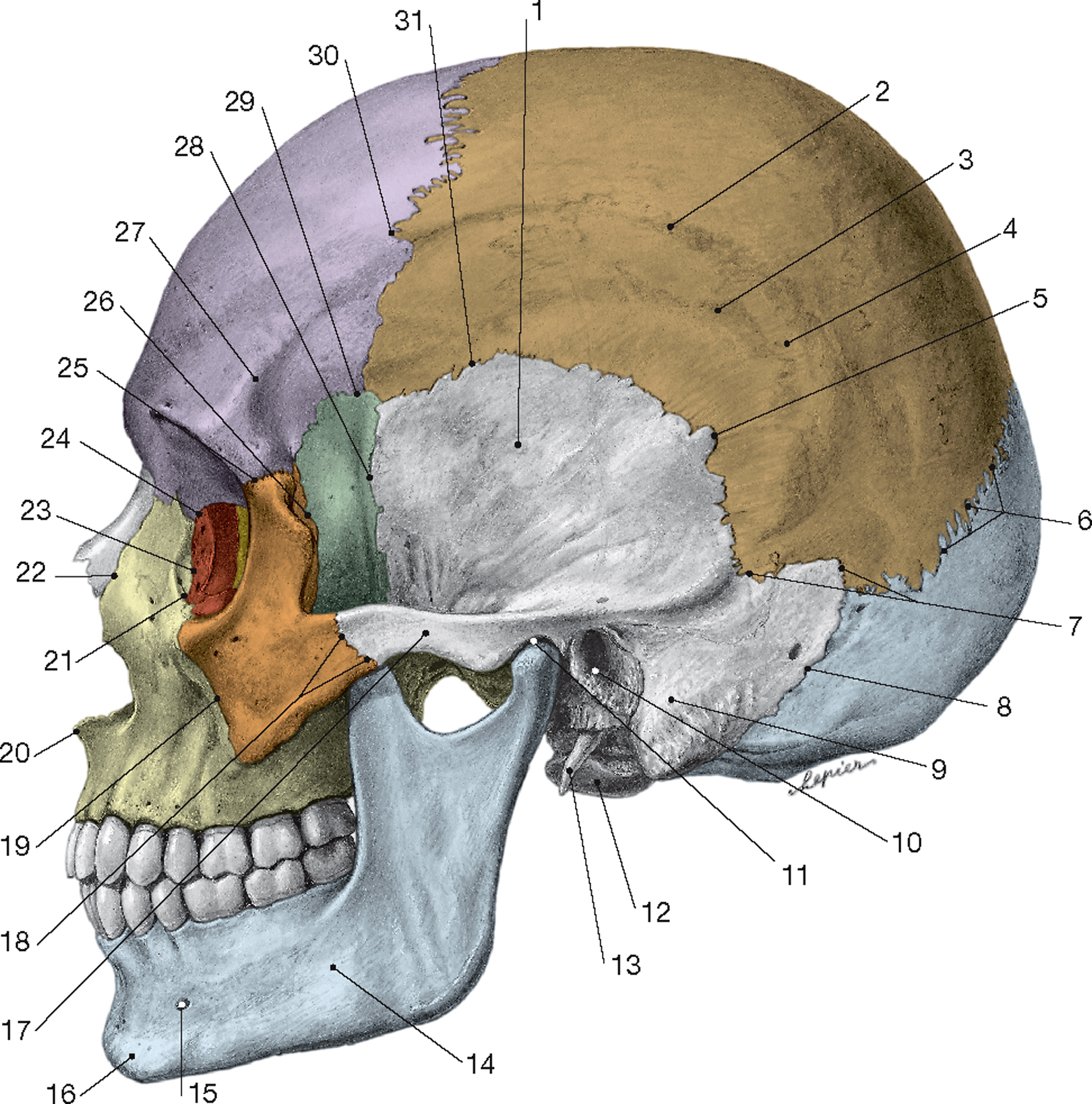 Кости черепа анатомия Синельников